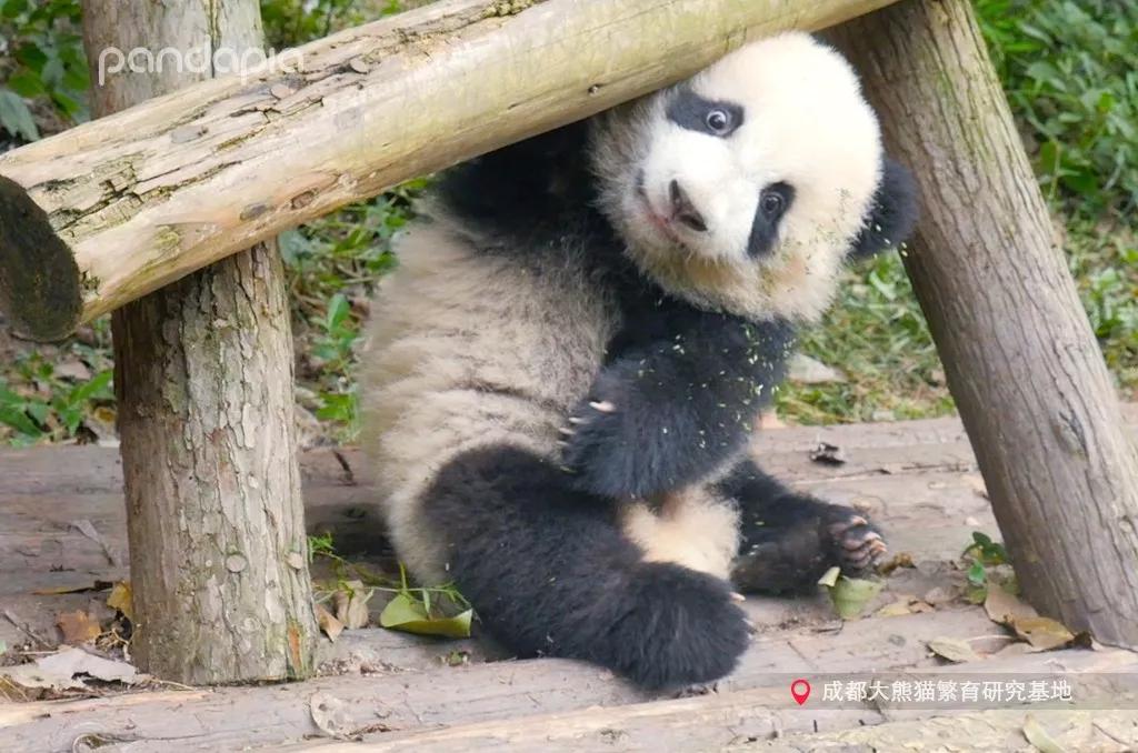 分享决窍“熊猫麻将开挂要多少钱—真实可以装挂