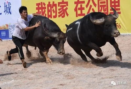火爆全网!牛牛斗牛为什么老输钱(确实有挂)-知乎
