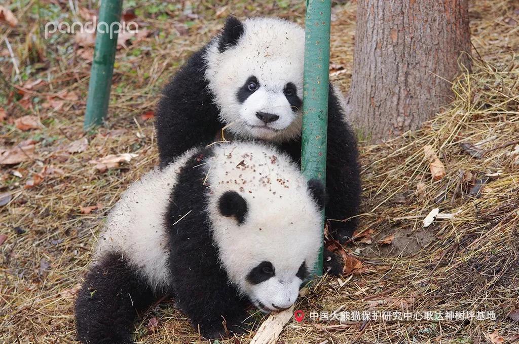 教程辅助“熊猫麻将规律输就一直输”(详细透视教程)-知乎