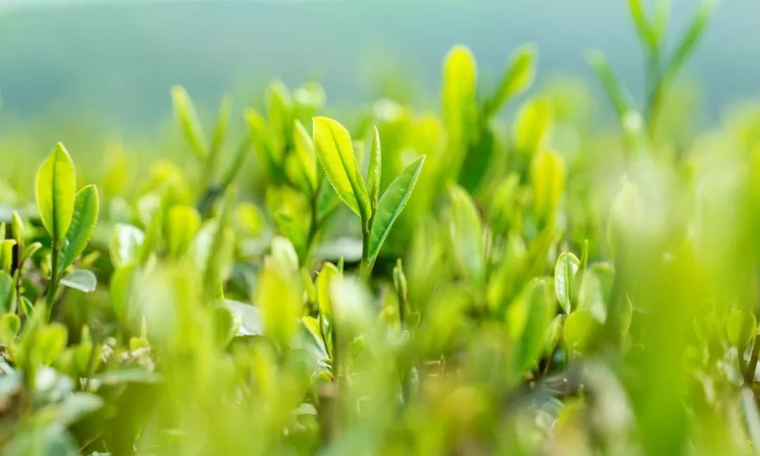 终于懂了！顺欣茶楼有哪些万能挂(如何控制输赢)