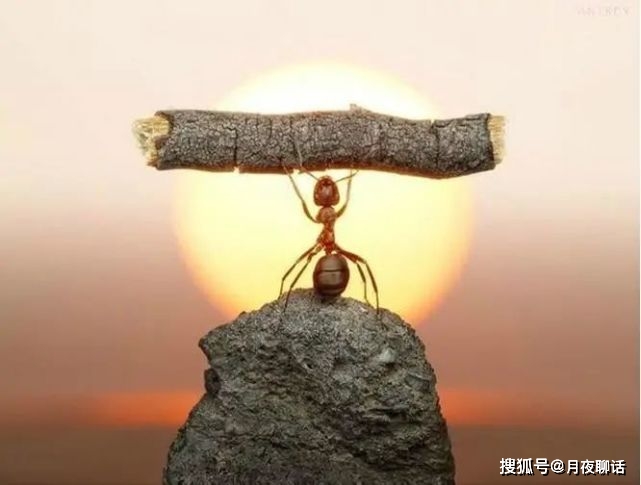 今日重大通报！雀神广东麻将提高胜率技巧(怎么赢的几率大)