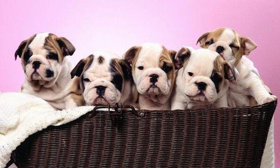 斗牛犬的遗传规律（斗牛犬的遗传规律图片）