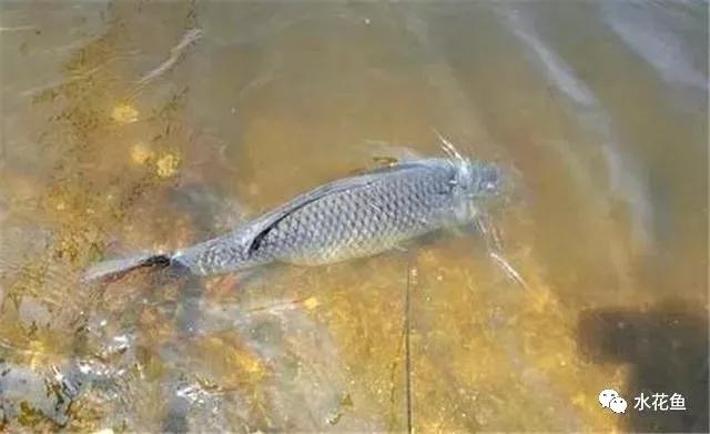淡水鱼挂什么活饵最好用（淡水鱼用什么鱼钩）