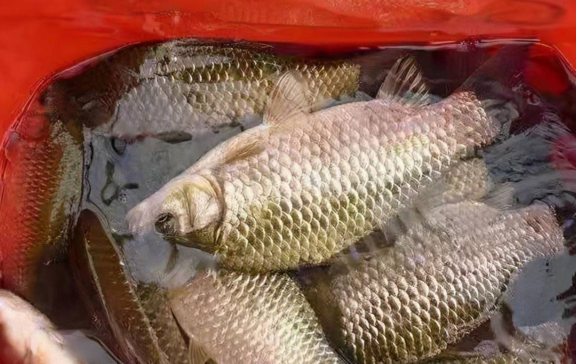 钓水鱼怎样挂饵料视频（钓水鱼用什么饵最好钓）
