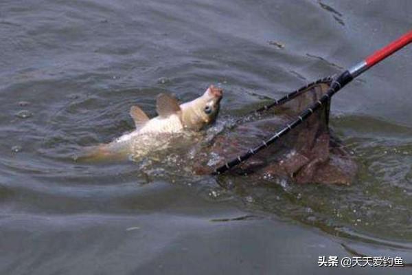 钓水鱼怎样挂饵料好用（钓水鱼要用什么东西钓）
