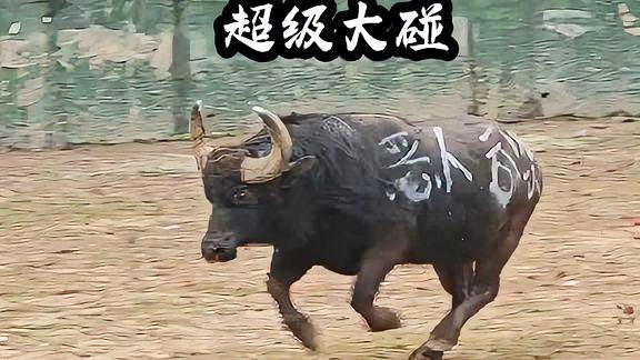 墙上挂的斗牛图片叫什么（墙上画牛图片）