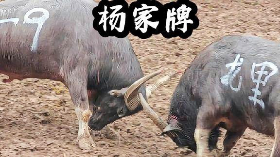 墙上挂的斗牛图片叫什么（墙上画牛图片）