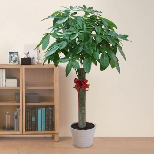 搬新家的摇钱树怎么挂（进屋摇钱树要用什么树）