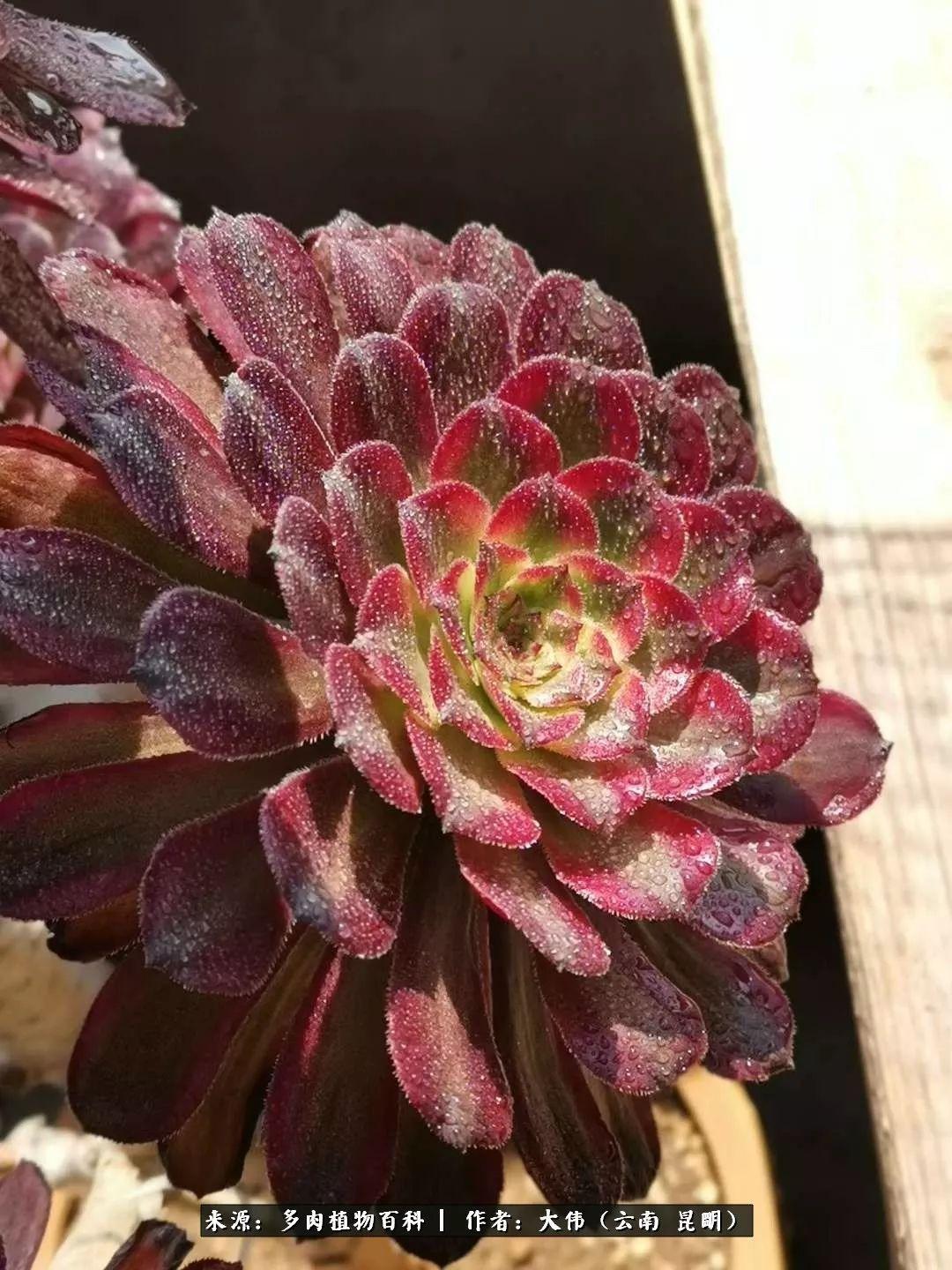 斗地主开了挂怎么办（斗地主有挂卖吗）
