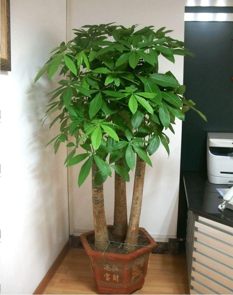 卧室可以挂摇钱树吗（家里可以放摇钱树摆件吗）