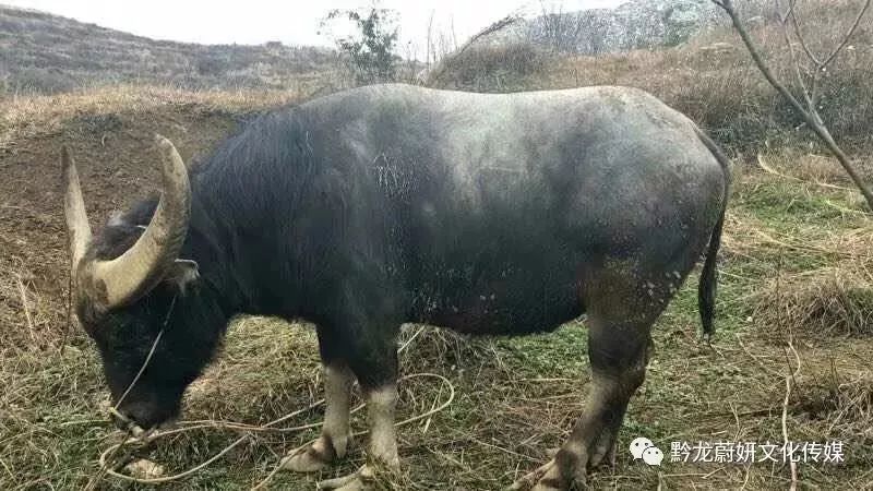老铁牛牛有挂吗（老铁牛牛官网代理）