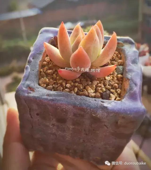 手机斗牛绝对有开挂的（手机斗牛开挂是真的吗?）