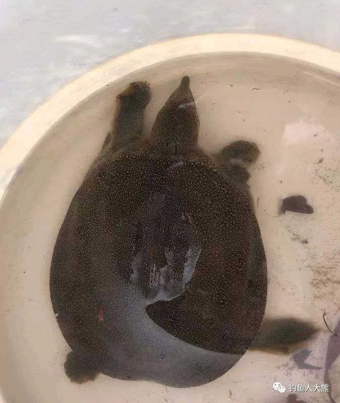 5分钟教会你“欢聚水鱼有挂吗-哔哩哔哩 