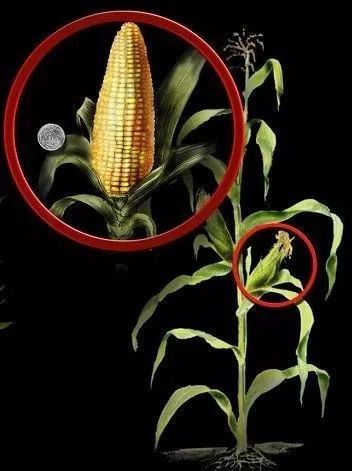 优选推荐“实用玉米识别1234设备有没有_《爱问知识人 使用说明》