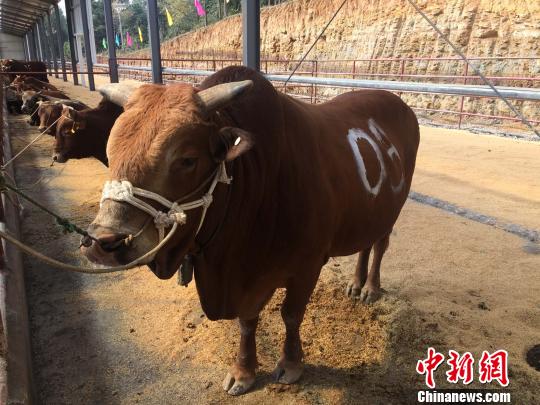 详细说明“斗牛设备道具仪器“推荐3个购买渠道