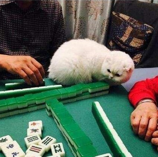 我来教教大家“我玩熊猫麻将打输”-太坑了原来有挂